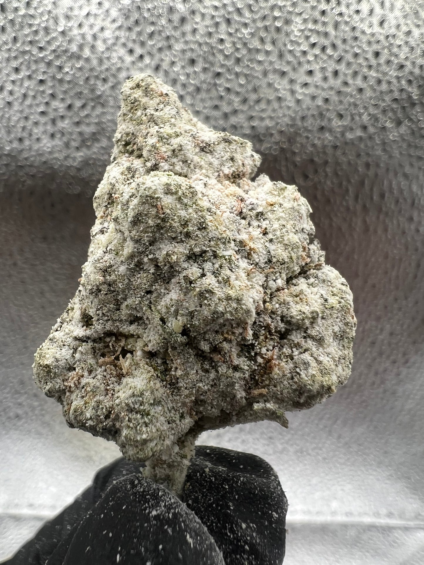 Snow White | THCA Snowcaps