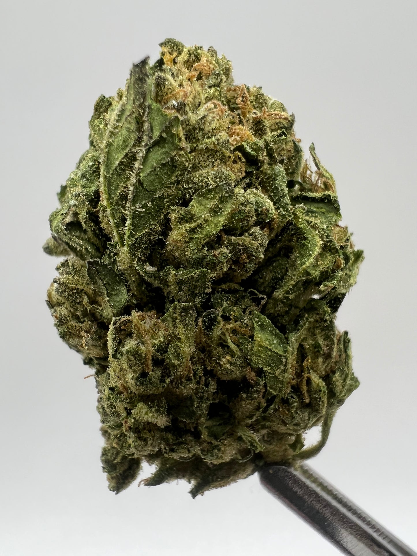 Rolex OG | THCA Flower