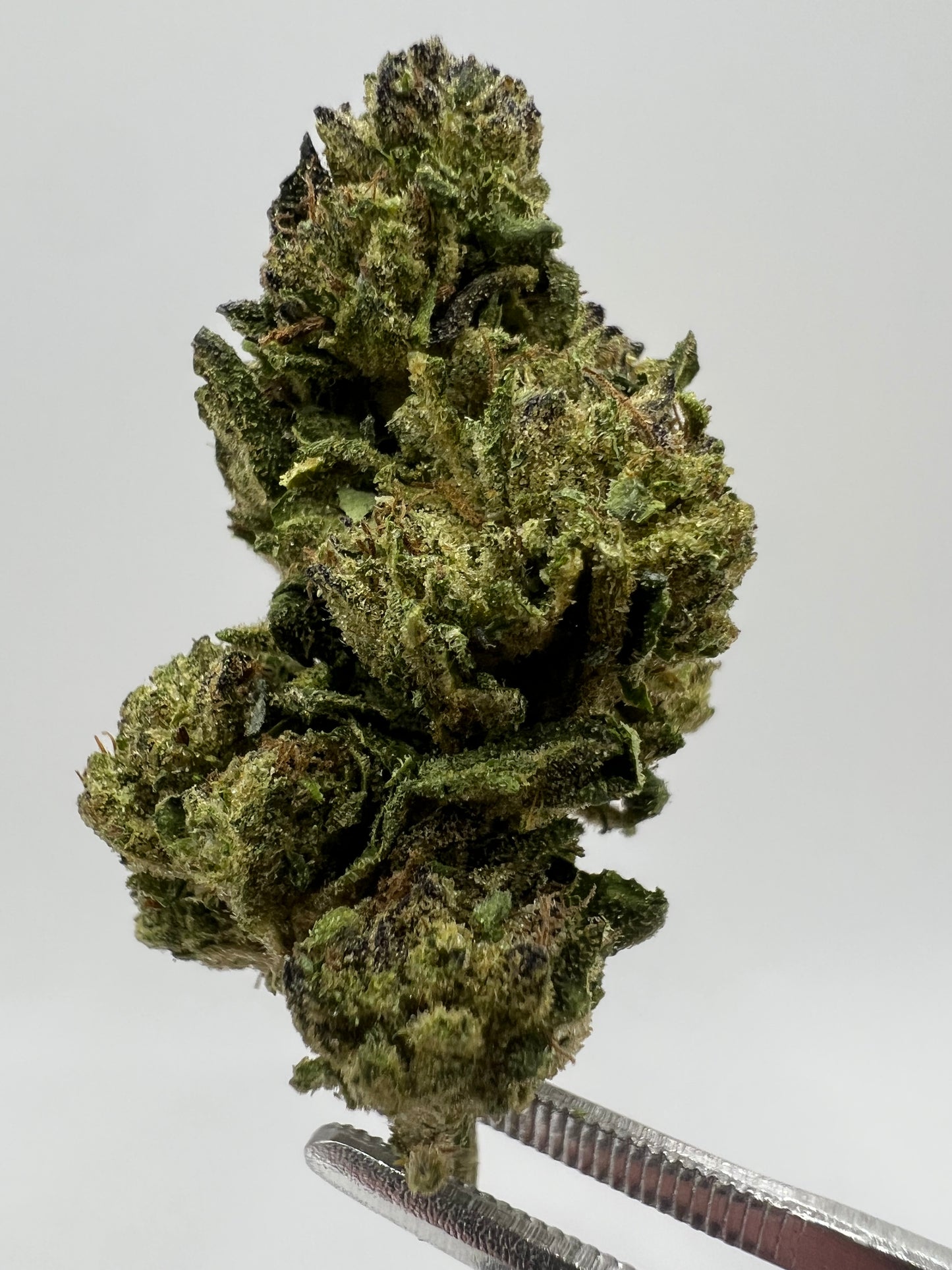 Electric Watermelon | THCA Flower