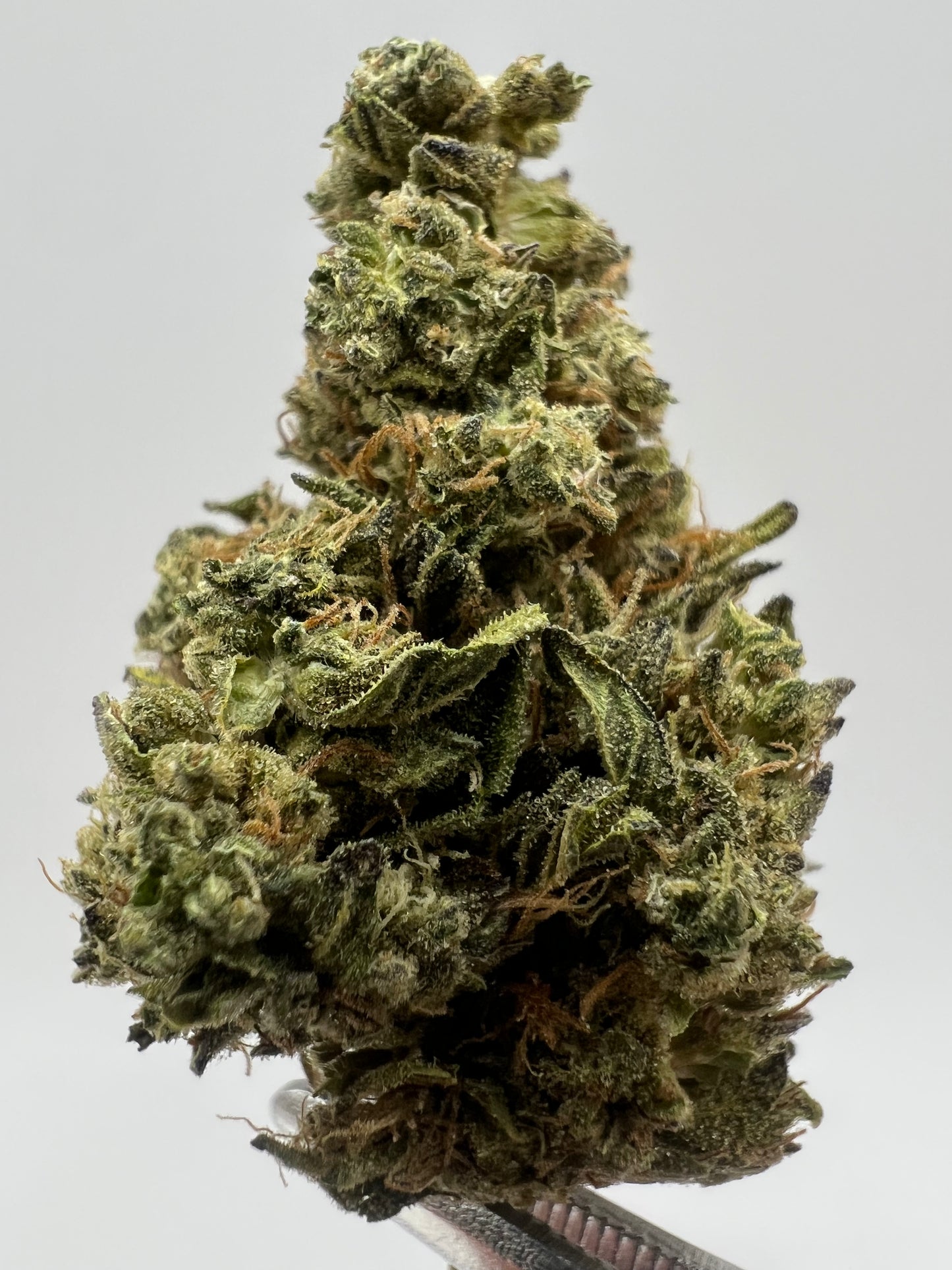 Blueberry Muffin | THCA Flower