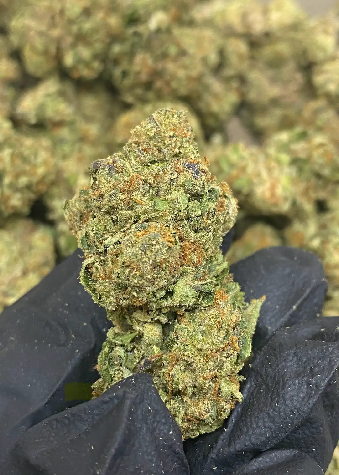 Rainbow Sherb | Greenhouse THCA Flower