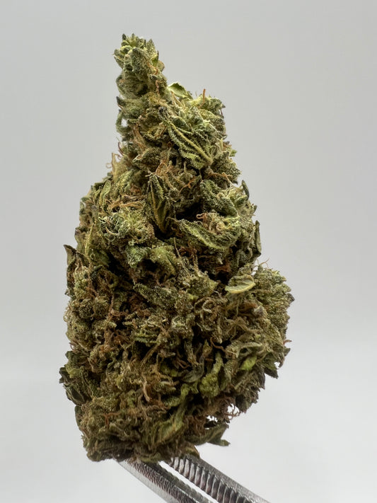 Dutch Treat | THCA Flower